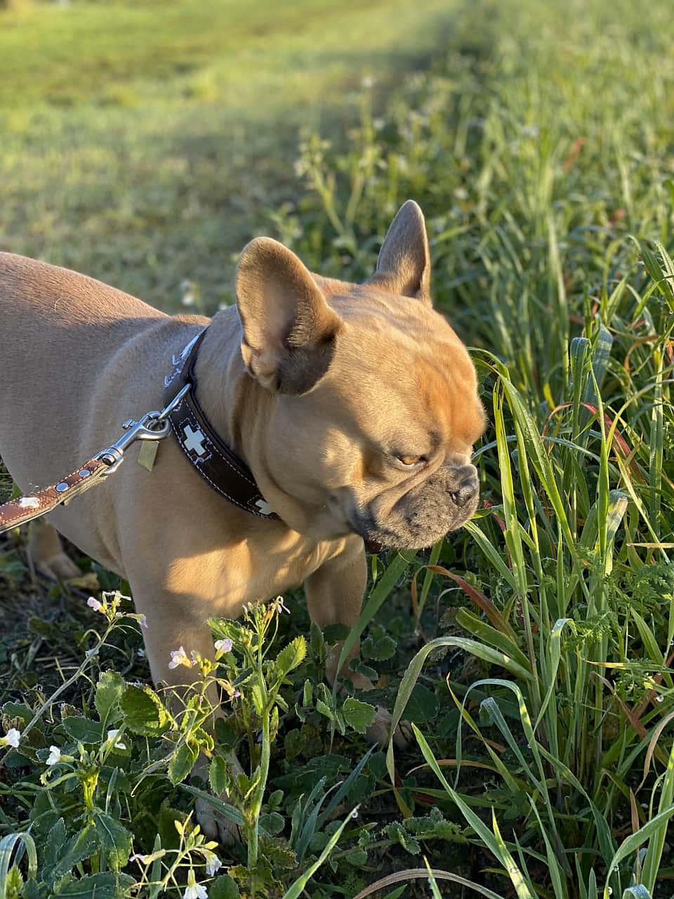 dog standing on the grass