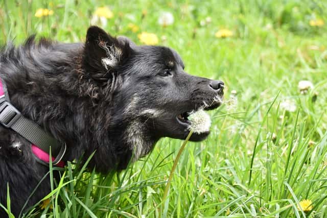 dog on the grass