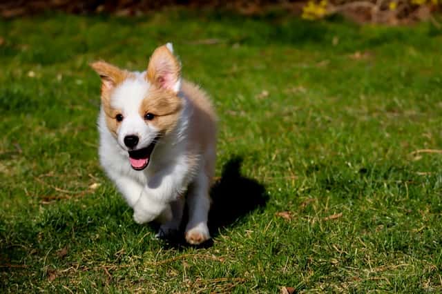 corgi dachshund mix