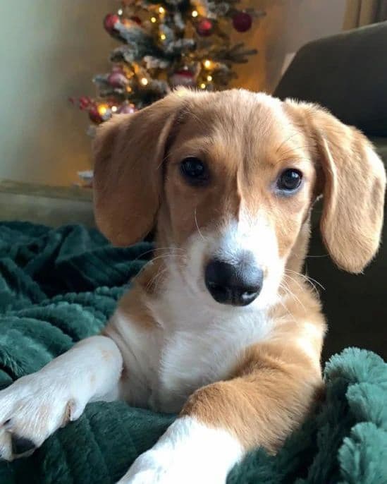 Dachshund corgi mix, dorgi dog