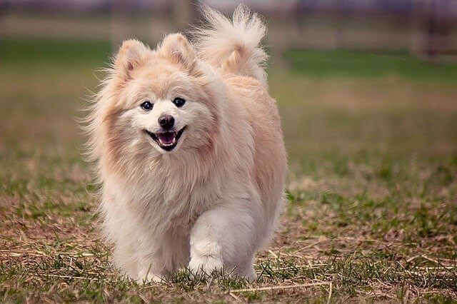 Corgi Pomeranian Mix dog