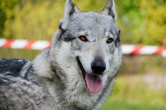 Czechoslovakian Wolfdog