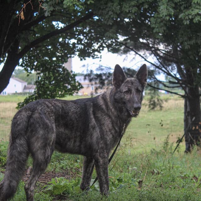 Brindle German Shepherd dog