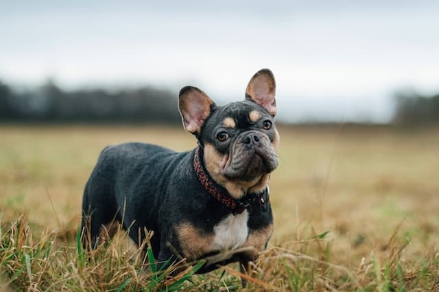 Black Bulldog in the grass