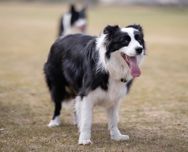 Border collie dog