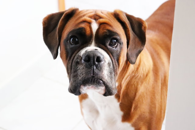 Boxer dog