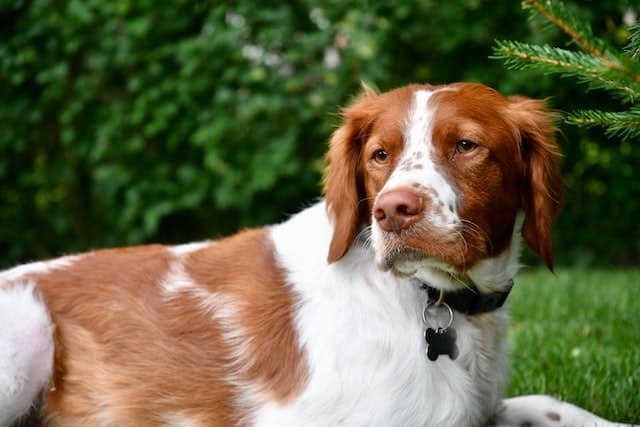 Brittany dog