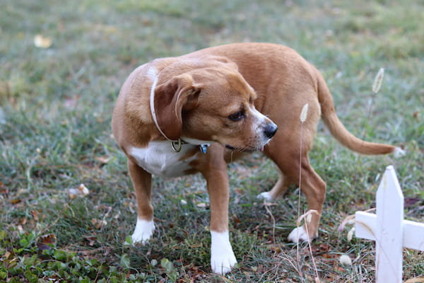 Brown Puggle Dog