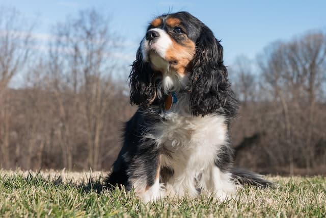 Cocker Spaniel dog