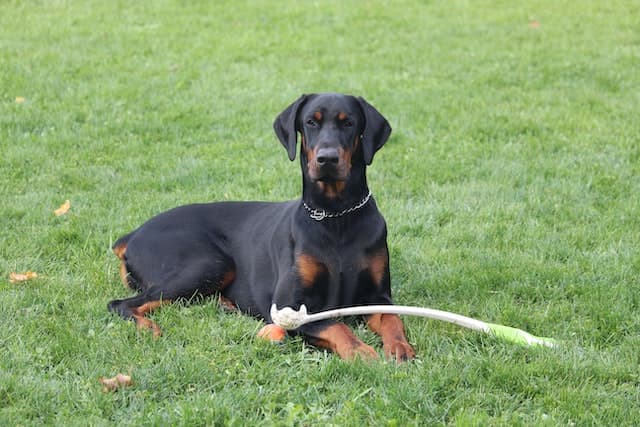 Doberman pinscher