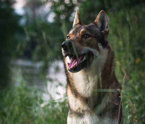 German Shepherd Husky Mix dog