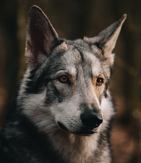 German Shepherd Husky Mix or Shepsky dog