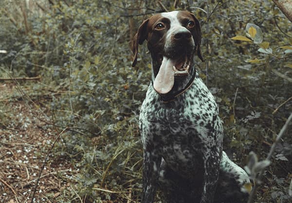 German shorthaired pointer dog