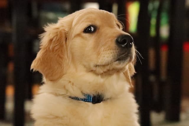 Golden Retriever side eye