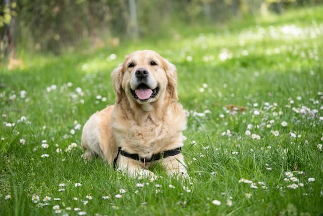 Labrador Retriever sitting in the grass