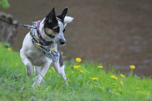 Rat Terrier dog running on the grass