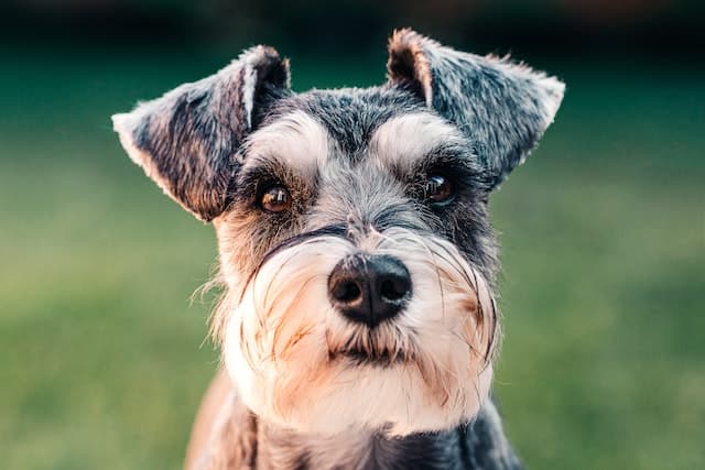 Teacup Schnauzer dog