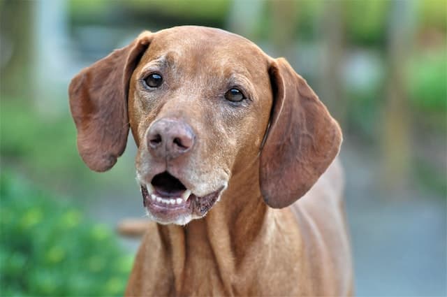 Vizsla dog