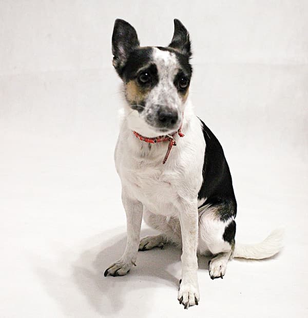 dog sitting in a white background