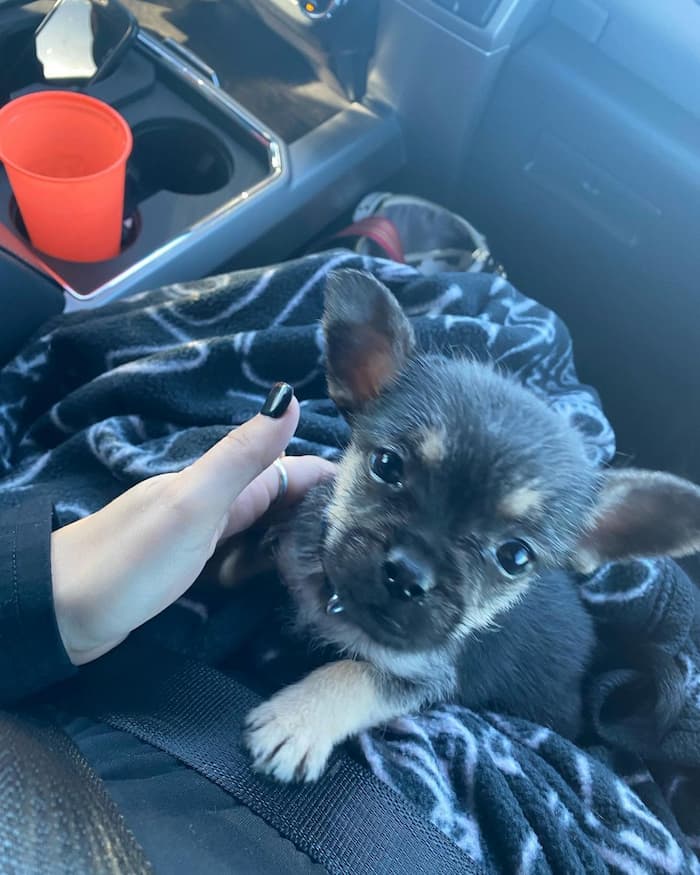 Frorkie or French Bulldog Yorkie Mix Breed puppy looking at human