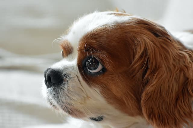 Cavalier King Charles Spaniel face, Appearance