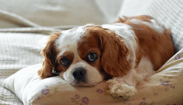 Cavalier King Charles Spaniel dog laying on the sofa