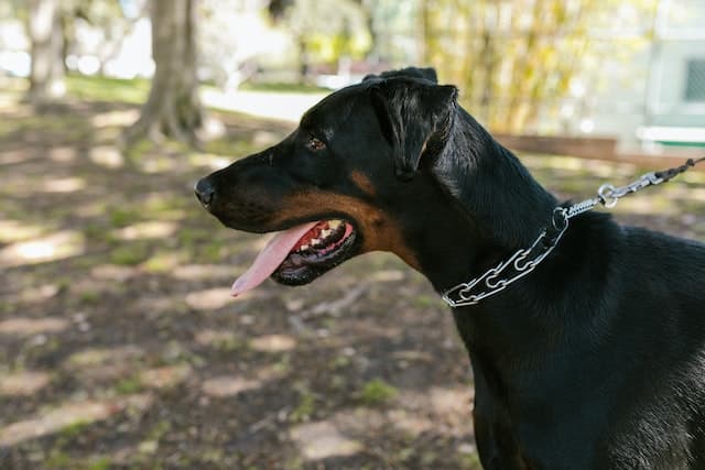 a close up side view of a doberman pinscher dog