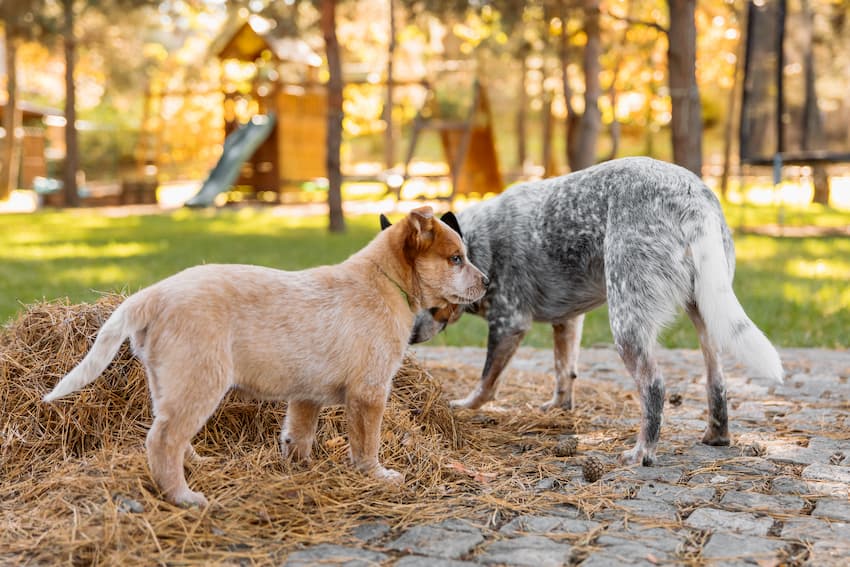 Dog Curious about Other Dogs' Private Areas