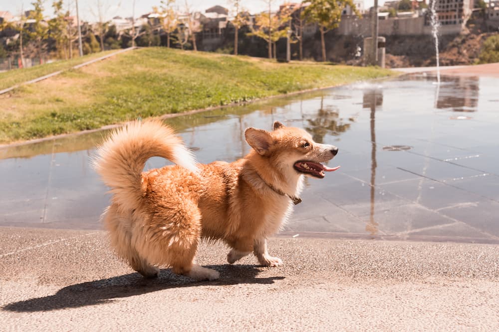 Why Do Dogs Twerk On You?