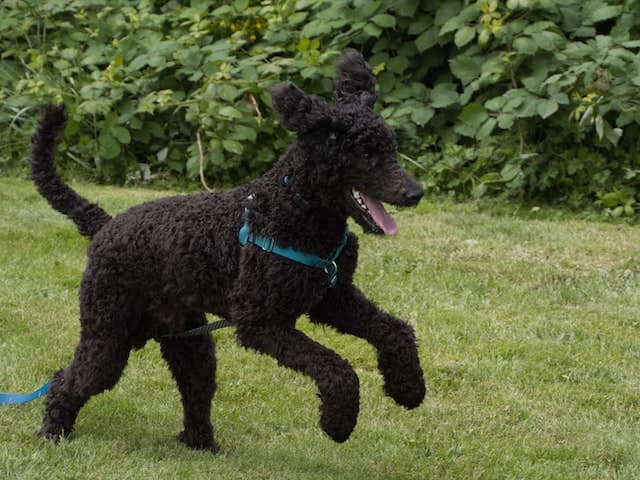 Black poodle dog, can poodles get fleas