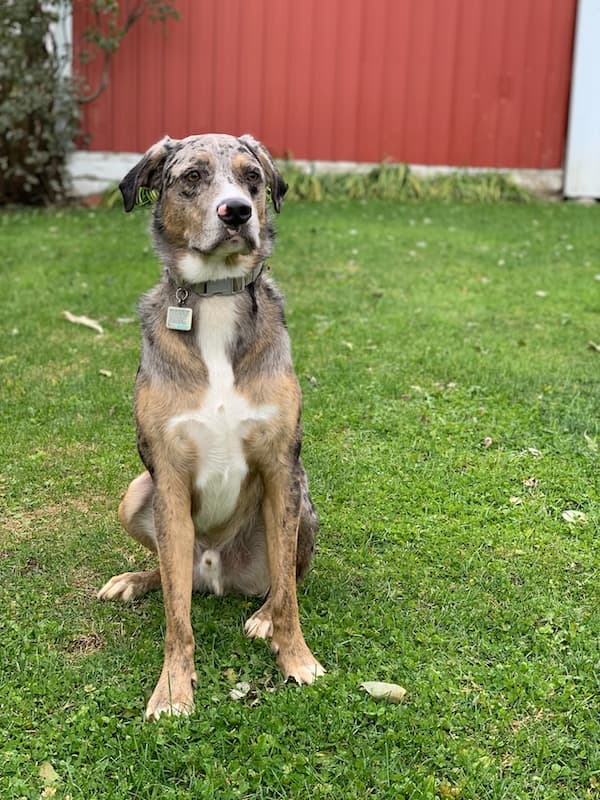 Catahoula Leopard Dog a coyote hunting dog