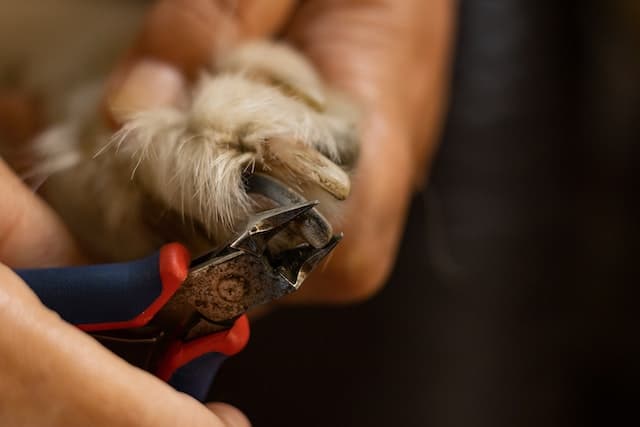 Cutting Dog's nail