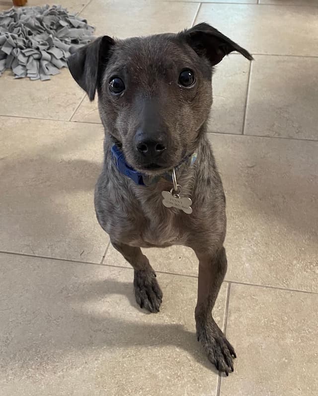 Dachshund and Pitbull mix dog