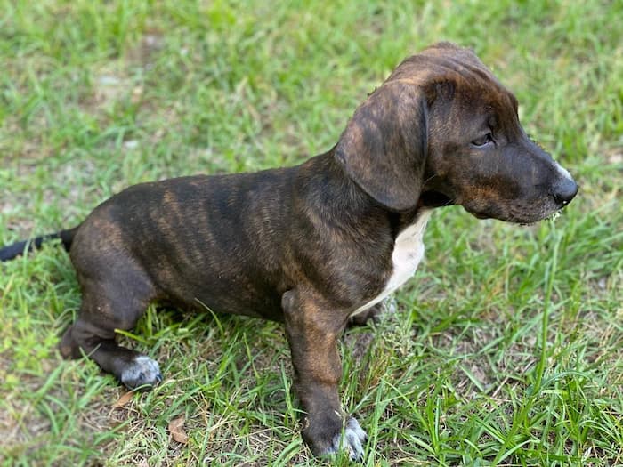 Doxie-bull Pitbull Dachshund mix dog