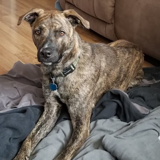 Mountain View Cur a coyote hunting dog