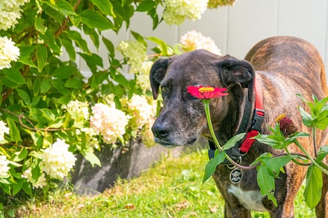 Plott Hound a coyote hunting dog