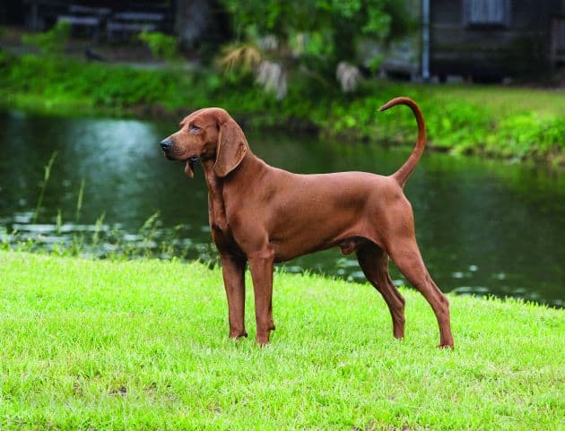 Redbone Coonhound a coyote hunting dog