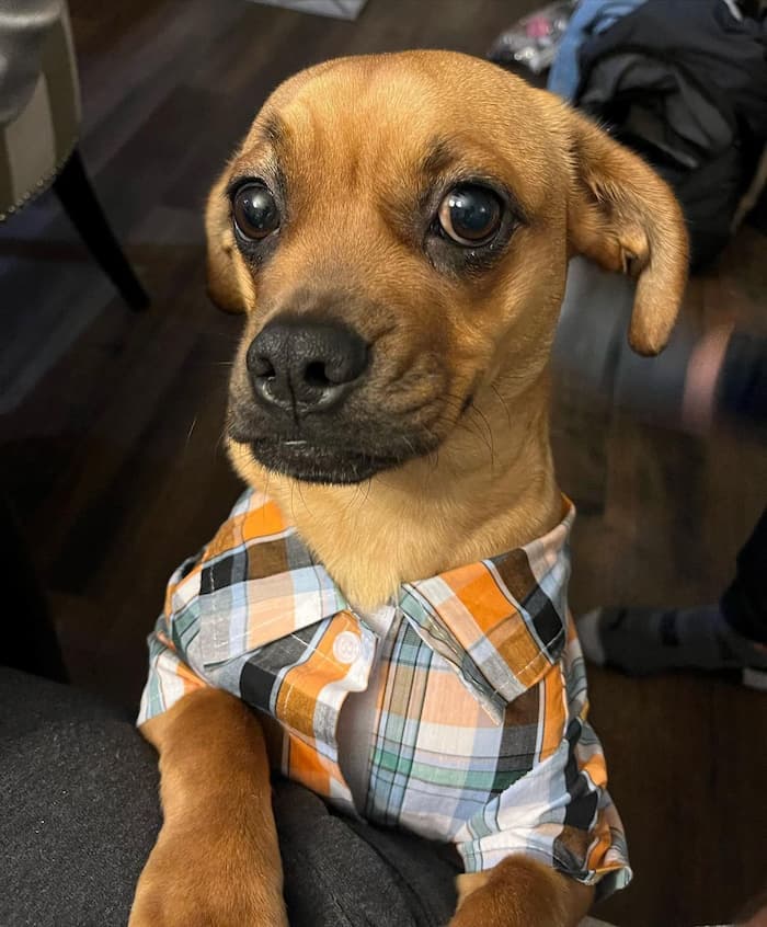 Doxie-Pug, Dachshund-pug mix dog