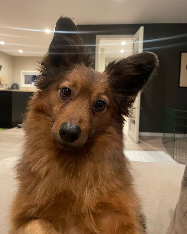 dachshund mixed with pomeranian dog