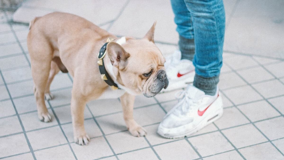 Dog with spiked collar