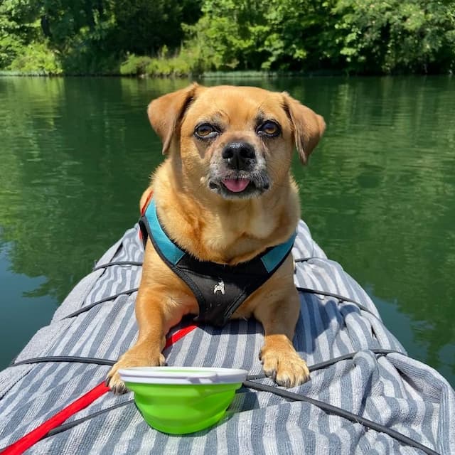 pug mix with dachshund dog breed