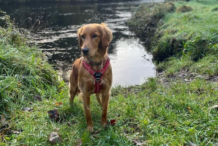 Golden Irish (Irish Setter & Golden Retriever Mix) dog standing on the grass