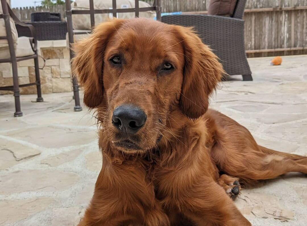 Golden Irish (Irish Setter & Golden Retriever Mix) dog