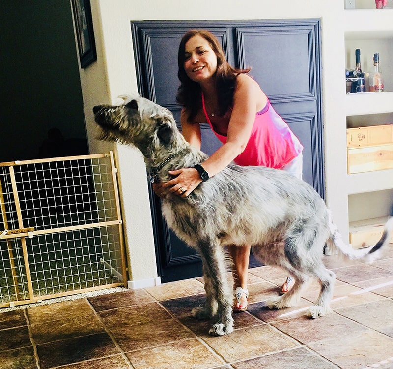 playing with an irish wolfhound puppy