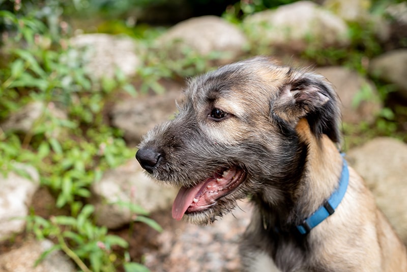 portrait of a dog breed irish wolfhound in a summer