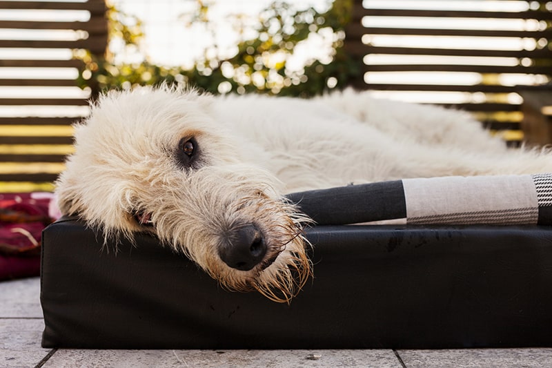 portrait of irish wolfhound lying down