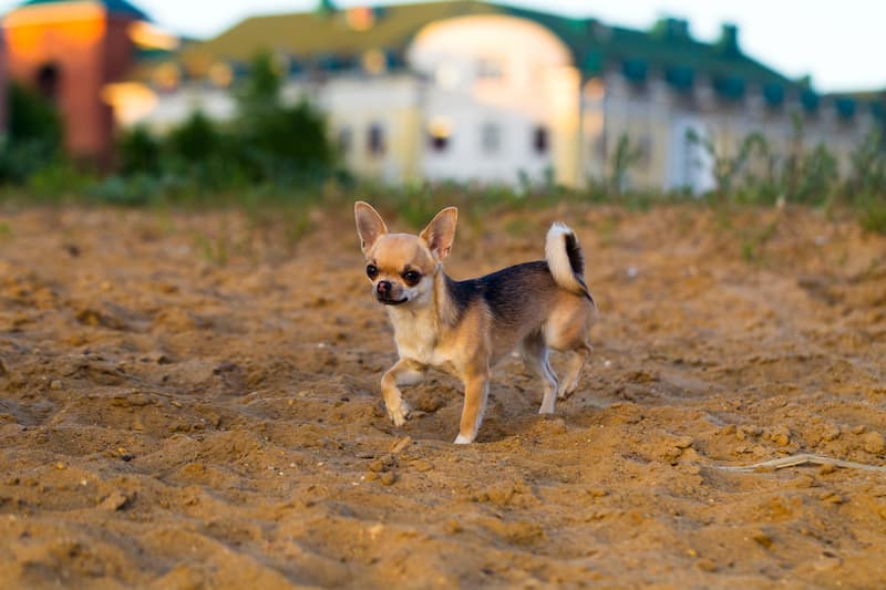 Chihuahua Wags its Tails