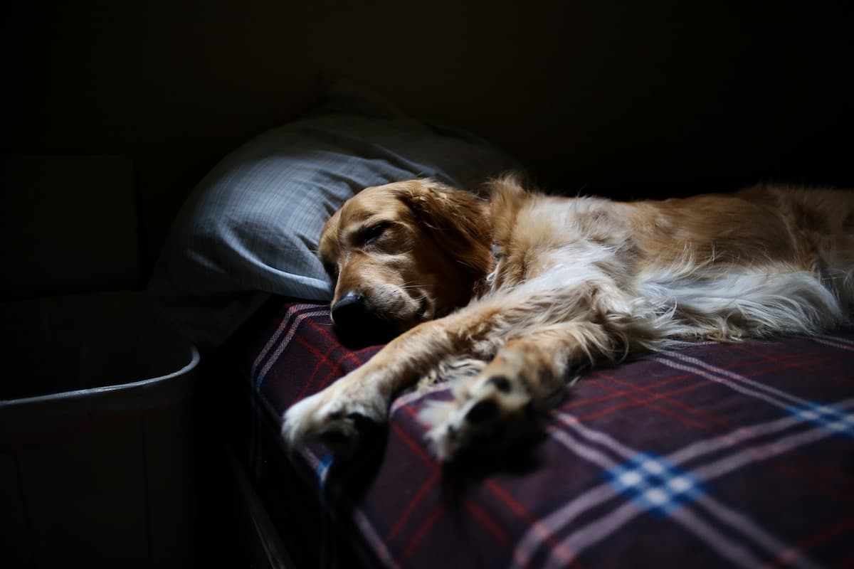 Dog sleeping on bed