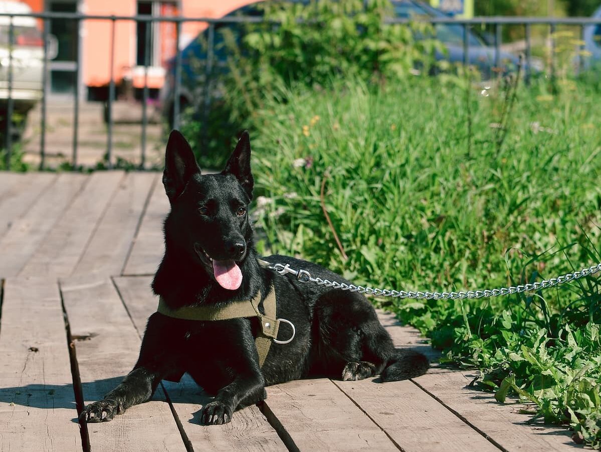 Dog resting in sun