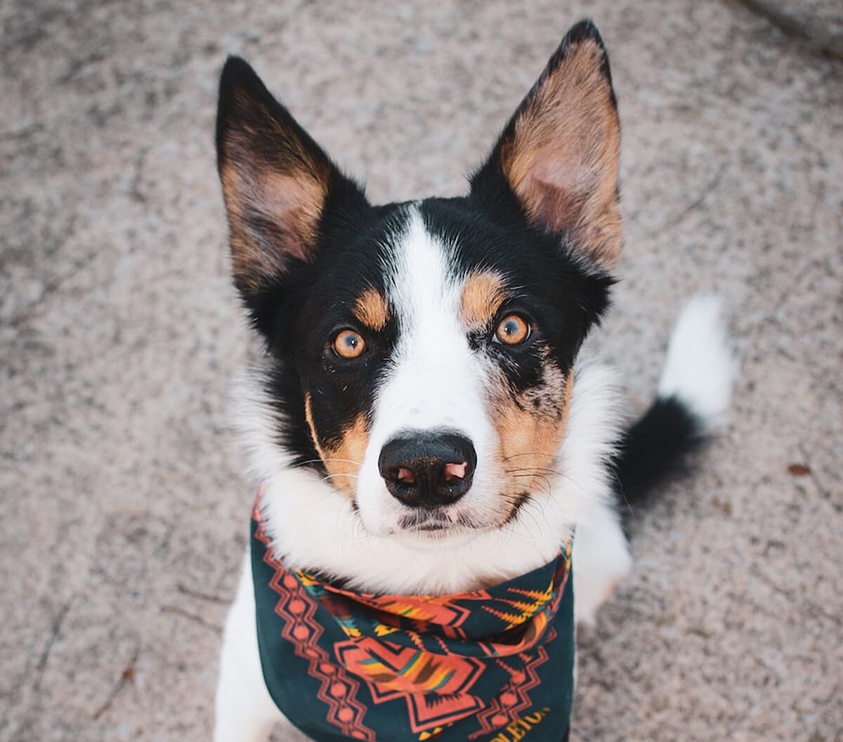 Dog with bandana